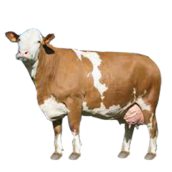 French Simmental Cow